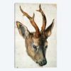 Head Of A Roe Deer