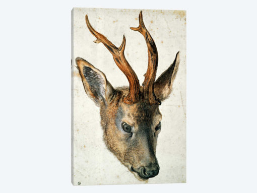 Head Of A Roe Deer