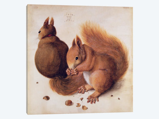 Squirrels, 1512