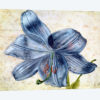 Study Of A Lily, 1526