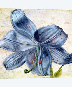 Study Of A Lily, 1526