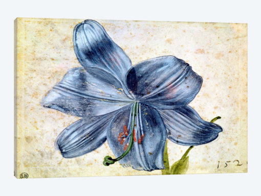 Study Of A Lily, 1526