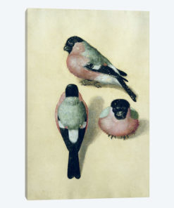 Three Studies Of A Bullfinch