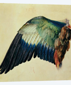 Wing Of A Blue Roller, 1512