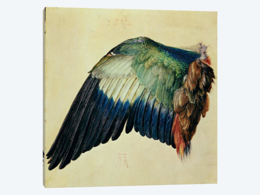 Wing Of A Blue Roller, 1512
