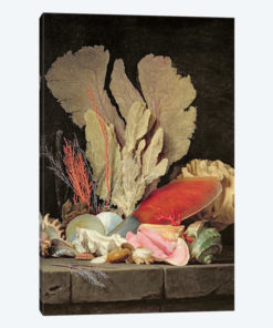 Seaweed, Lithophytes And Seashells