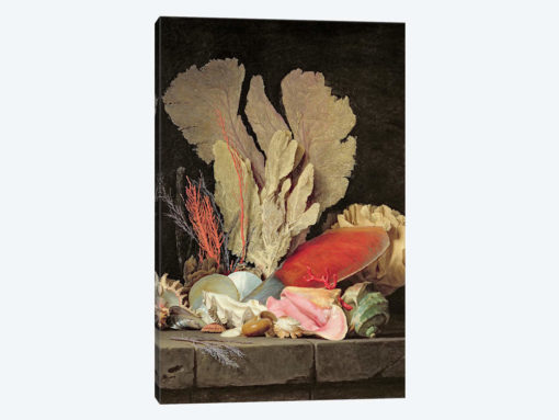 Seaweed, Lithophytes And Seashells