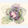 Cabbage from the market, 2015, watercolour