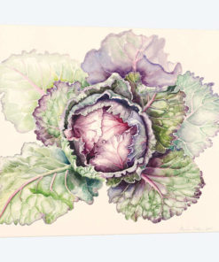 Cabbage from the market, 2015, watercolour