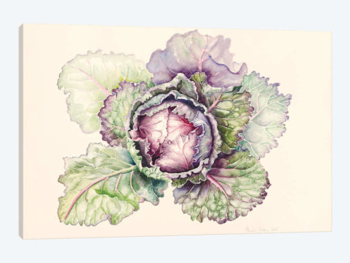 Cabbage from the market, 2015, watercolour