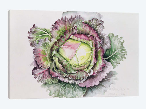 January King Cabbage