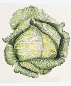 Savoy Cabbage