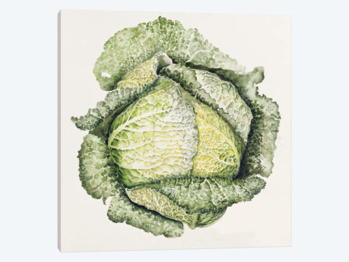 Savoy Cabbage