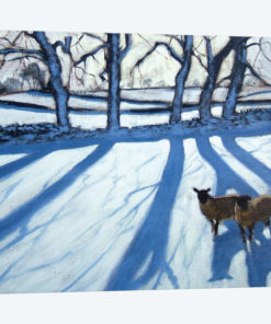 Sheep In Snow, Derbyshire