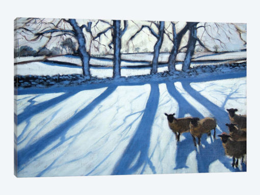 Sheep In Snow, Derbyshire