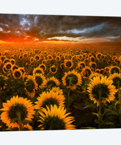 Echoes Of Light