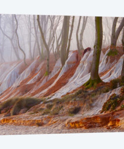 Enchanted Forest