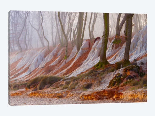 Enchanted Forest
