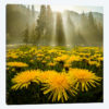 Morning Glory II