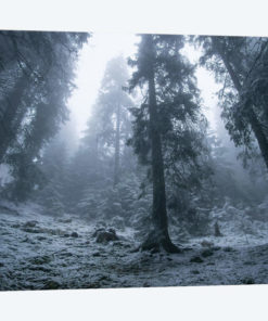 The First Snow
