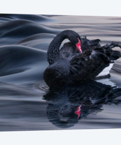 Black Swan Dune