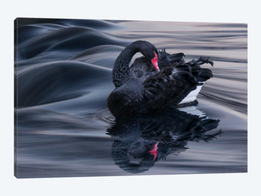 Black Swan Dune