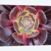 Bright Succulent