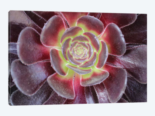 Bright Succulent
