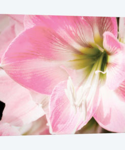 Soft Petals