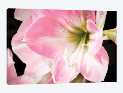Soft Petals