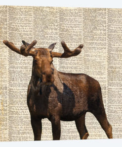 Country Moose I