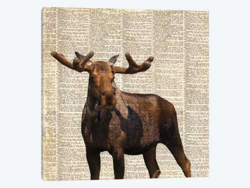 Country Moose I