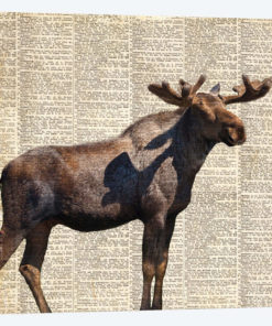 Country Moose II
