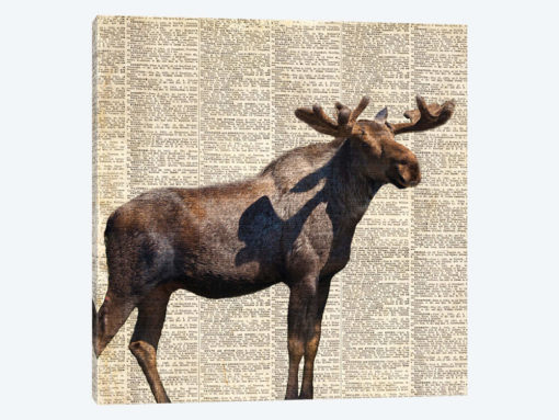 Country Moose II