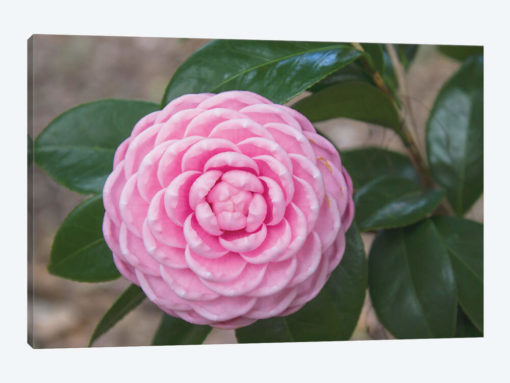 Pink Passion Camillia