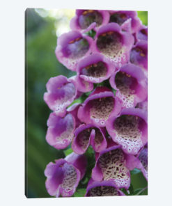 Purple Trailing Flower