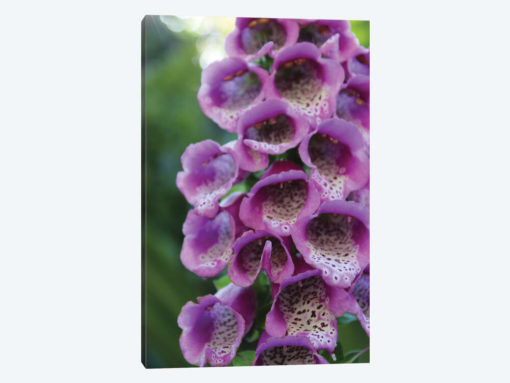 Purple Trailing Flower