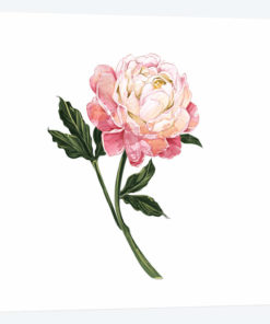 Peony
