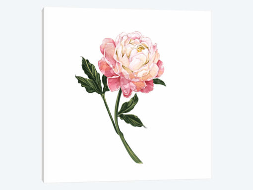 Peony