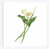 Calla Lily