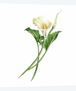 Calla Lily