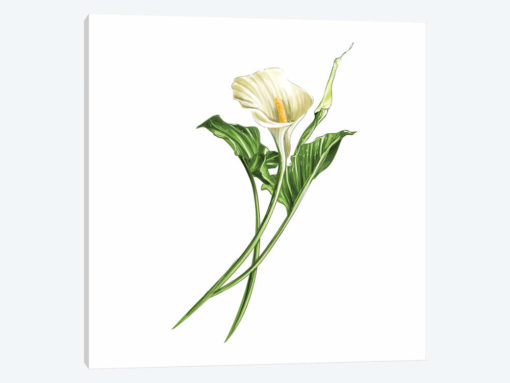 Calla Lily