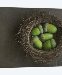 Acorns In Nest