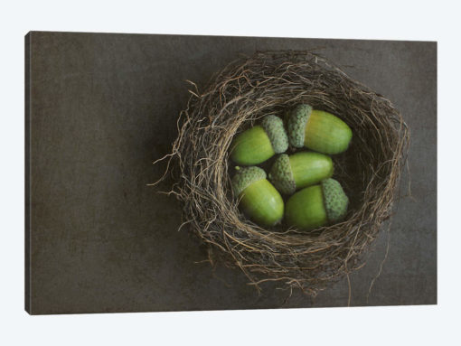 Acorns In Nest