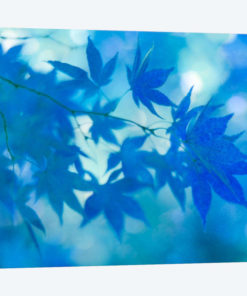Blue Japanese Maple Leaves