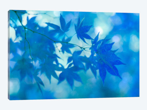 Blue Japanese Maple Leaves