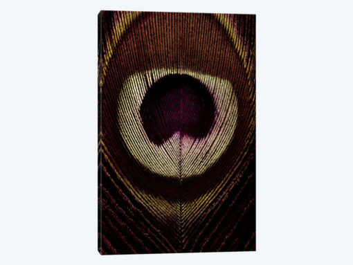 Bronze Peacock Feather