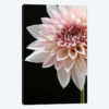 Cafe au Lait Dahlia