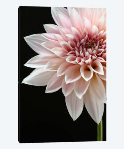 Cafe au Lait Dahlia
