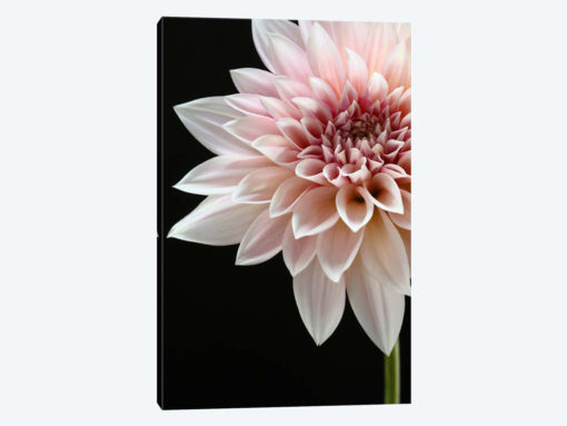 Cafe au Lait Dahlia